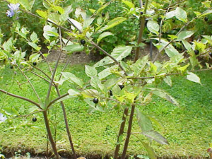 Atropa belladonna - Deadly Nightshade plants.png