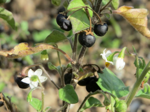 Berries and flowers of Solanum nigrum.png