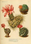 Botanical Journal Adisonia - Painting of Britton and Rose by Mary Emily Eaton.png