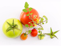 Category Tomatoes.png