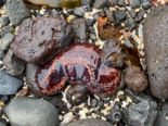 Cucumaria frondosa - Reddish Brown Sea Cucumber.png