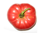 Heirloom Tomato - 1884.png