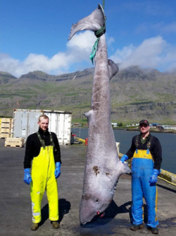 Icelandic Seafood - Landed Greenland Sharks.png