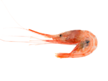 Plesionika edwardsii - Striped Soldier Shrimp.png