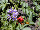青杞 - Fruits and flowers of Solanum septemlobum.png