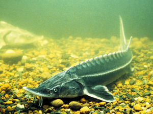 Acipenseridae - Sturgeon.png