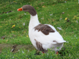 Anser anser var. domesticus - Domestic Greylag Goose.png