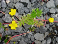 Argentina anserina - Common Silverweed.png