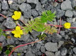Argentina anserina - Common Silverweed.png