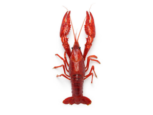 Crayfish.png