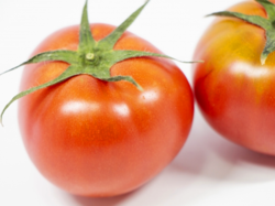 Fruit Tomato.png