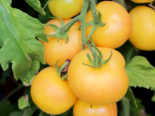Heirloom Tomato - Garden Peach.png
