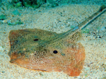 Raja montagui - Spotted Ray.png