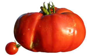 Wild Tomatoes and improved varieties of Beefsteak tomatoes.png