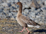 Anser brachyrhynchus - Pink Footed Goose.png