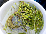 Aquatic Vegetables - Acuminate Waterlily.png