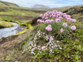 Armeria maritima - Sea Thrift.png