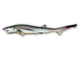 Heptranchias perlo - Sharpnose Sevengill Shark.png