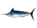 Makaira nigricans - Atlantic Blue Marlin.png