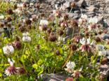 Trifolium repens - White Clover.png