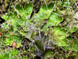 Peltigera aphthosa - Freckled Pelt Lichen.png