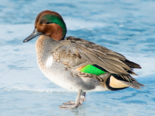 Anas crecca - Common Teal.png