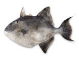 Balistes capriscus - Grey Triggerfish.png