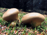 Lycoperdon molle - Smooth Puffball.png
