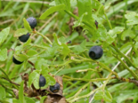 Vaccinium vitis-idaea - Cowberry.png