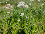 Valeriana officinalis - Common Valerian.png