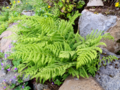 Athyrium filix-femina - Lady Fern.png