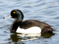Aythya fuligula - Tufted Duck.png