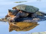 Chelydra serpentina - Common Snapping Turtle.png