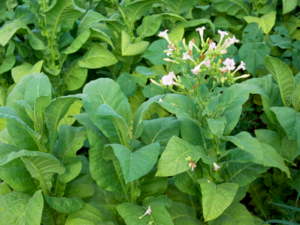 Nicotiana tabacum leaves and flowers.png