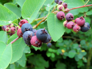 Amelanchier alnifolia - Saskatoon.png