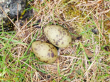 Icelandic Cuisine - Kríuegg.png