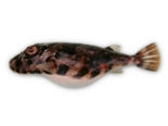 Sphoeroides marmoratus - Guinean Puffer.png