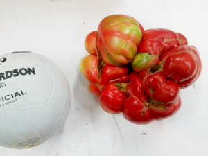 World Record for Heaviest Tomato - Domingo tomato varieties.png