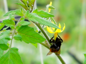 Bumblebees and Tomato flowers.png
