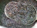 Zizania latifolia - Wild Rice.png