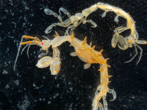 Caprellidae - Skeleton Shrimp.png