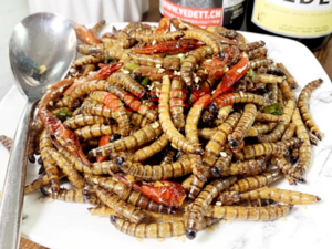 Chinese Cuisine -（大麦虫）Giant Mealworm Dishes.png