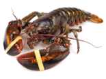 Homarus gammarus - European Lobster.png