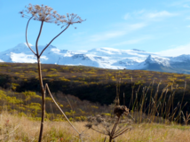 アイスランドの野草類‎