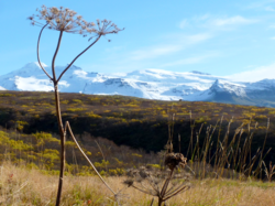 Icelandic Wild Herbs - Villtar jurtir.png