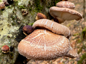 Lentinula edodes - Shiitake.png