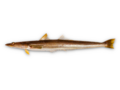 Percophis brasiliensis - Brazilian Flathead.png
