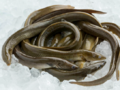 Anguila - Grown up Eels（Anguilla anguilla）.png