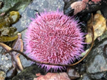 Echinus esculentus - European Edible Sea Urchin.png