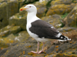 Larus marinus - Great Black Backed Gull.png
